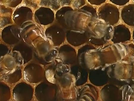 Colmena de abejas | Recurso educativo 33955