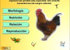 Las aves | Recurso educativo 34587