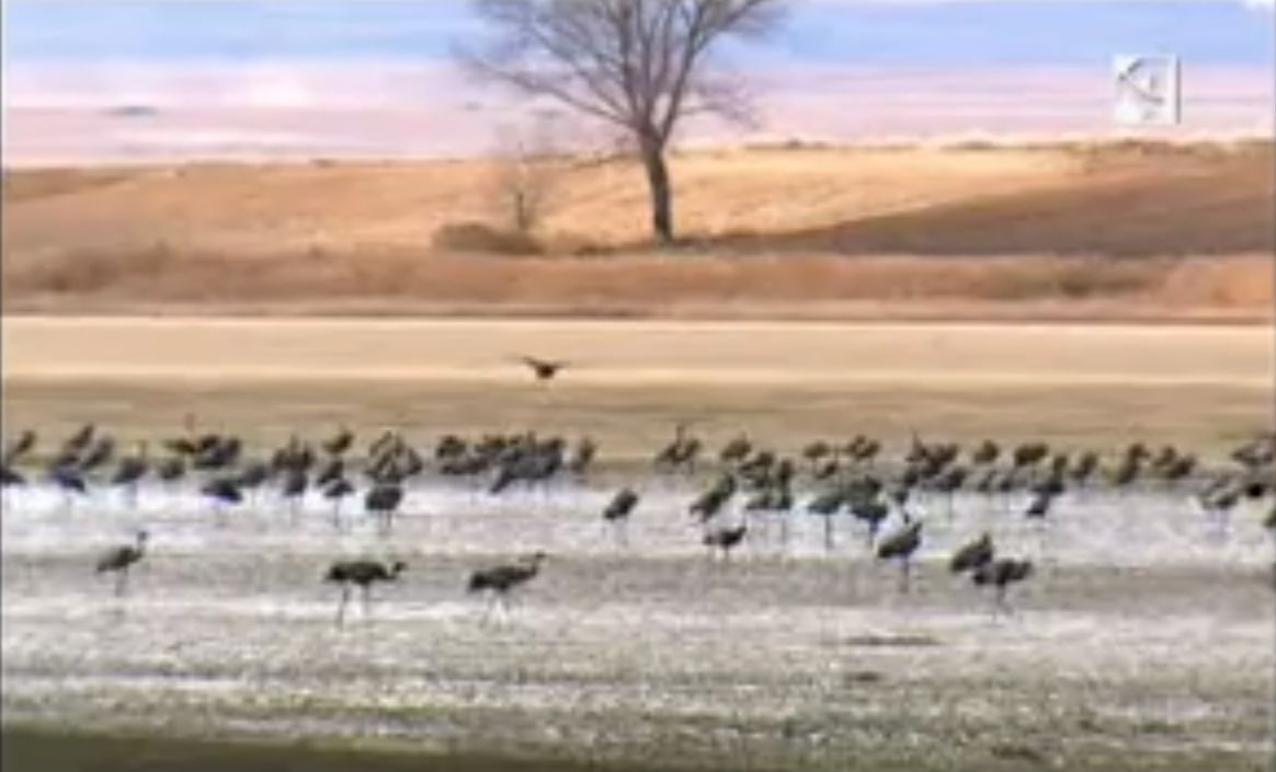 Llaguna de Gallocanta | Recurso educativo 34672