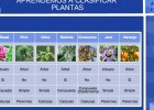 Aprendemos a clasificar las plantas | Recurso educativo 35737