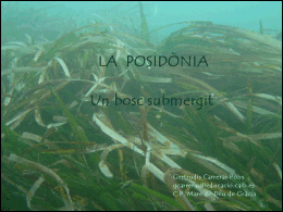 La posidònia. Un bosc submergit | Recurso educativo 38291