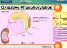 Video: Oxidative Phosphorylation | Recurso educativo 39930