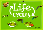 Life cycles | Recurso educativo 47460