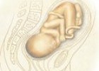 Las sensaciones del embrión | Recurso educativo 52695