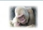 El único gorila albino | Recurso educativo 57516