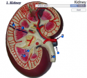 Kidney | Recurso educativo 60602