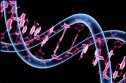 El ADN y la herencia | Recurso educativo 61163
