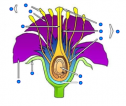 Parts of a flower | Recurso educativo 61490