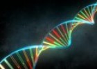 El ADN | Recurso educativo 61653