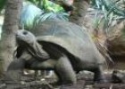 Vídeo: a tartaruga de terra | Recurso educativo 17070