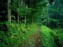 Fotografía: imagen de un bosque | Recurso educativo 17072