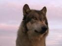 Vídeo: el aullido del lobo | Recurso educativo 17934