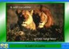 El lleó i la lleona. | Recurso educativo 21319