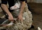 Vídeo: la esquila de una oveja | Recurso educativo 22194