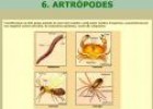 Artròpodes | Recurso educativo 25336
