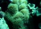 Coral oreja de elefante (Sarcophyton trocheliophorum) | Recurso educativo 3292