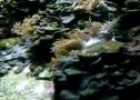 Pez payaso pércula (Amphiprion ocellaris) | Recurso educativo 3596