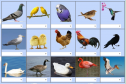 Birds I (matching game) | Recurso educativo 9144