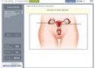 Aparato reproductor femenino | Recurso educativo 64824
