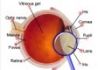 Eye anatomy | Recurso educativo 79135
