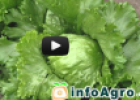Vídeo: Cultivo de la lechuga (Parte1ª) | Recurso educativo 80792