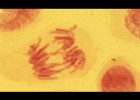 MITOSIS: reproducción celular y clonación | Recurso educativo 95629