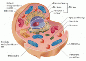 Los seres vivos: la célula | Recurso educativo 404439
