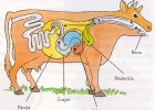 Estómago de una vaca | Recurso educativo 496162