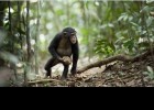 Ximpanzé | Recurso educativo 683086