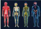 Aparatos y sistemas del cuerpo humano | Recurso educativo 688729