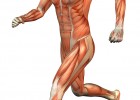 Músculos del cuerpo humano corriendo. | Recurso educativo 723933
