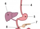 Aparato digestivo humano mudo | Recurso educativo 725245