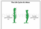 Alternation of generations in moss | Recurso educativo 725828