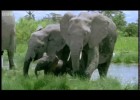 Elephant mating, fighting & pregnancy - Animals: The Inside Story - BBC | Recurso educativo 728585