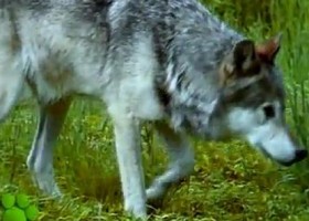 Los Lobos (El Maravilloso Mundo de los Animales de Disney) | Recurso educativo 729412