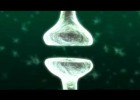 BBC-Synapse between two neurons | Recurso educativo 732620