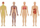 Aparatos y sistemas del cuerpo humano | Recurso educativo 734730