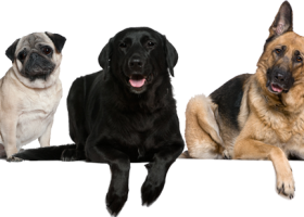 Tres gossos | Recurso educativo 738330