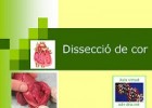 adn-dna: 489 - Biologia humana: dissecció de cor | Recurso educativo 739334