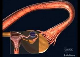 Implantación do óvulo. | Recurso educativo 741044