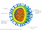 Virus da gripe | Recurso educativo 741332