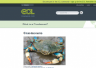 Introduction to Crustaceans | Recurso educativo 742023