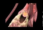 Menstrual cycle: animation | Recurso educativo 742460