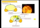 La flor de les plantes angiospermes | Recurso educativo 743397