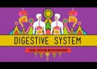 The Digestive System | Recurso educativo 746906