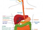 The human digestive system | Recurso educativo 752663