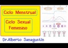 Ciclo Menstrual-Ciclo Sexual Femenino: hormonal, ovárico y uterino | Recurso educativo 759255