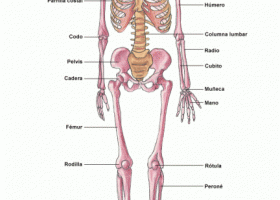 Esqueleto humano - Saludalia.com | Recurso educativo 760338