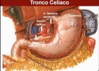 ANATOMIA DEL APARATO DIGESTIVO ALTO | Recurso educativo 760561