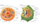 15 Differences Between Animal and Plant Cells | Recurso educativo 760566